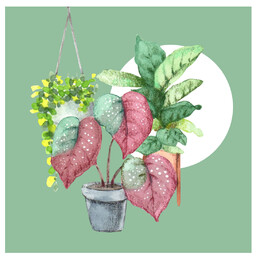 Piante 🌵