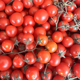 Pomodoro Ciliegino