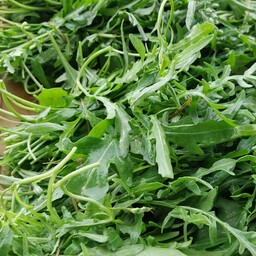 Rucola