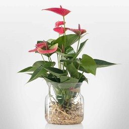 Anthurium in idrocoltura