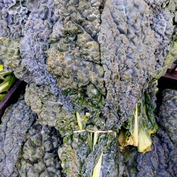 Cavolo nero 