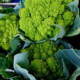 Cavolfiore Romanesco