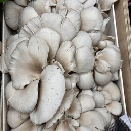 Pleurotus