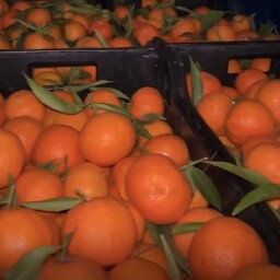 Clementine bio Calabresi 10kg