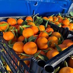 2kg Clementine bio Calabria 